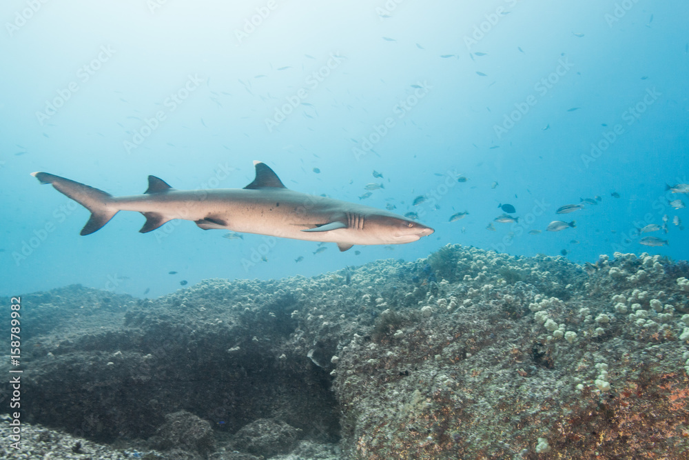 Fototapeta premium white tip reef shark