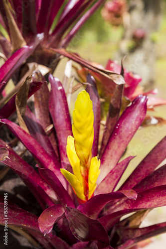 Bromeliaceae poales trachedsionta zingiberidae photo