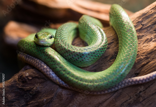 red tailed rat snake gonyosoma oxycephalum, close up