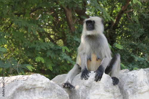 Indina monkey photo