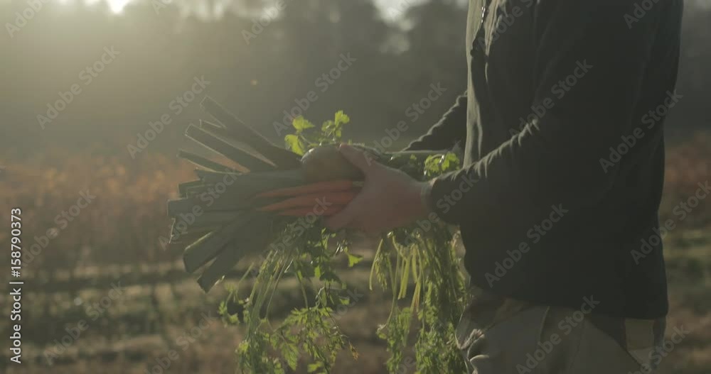 Farmer walking with vegetables in an organic garden at sunrise
