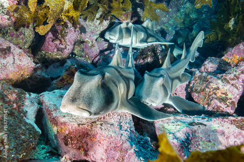 port jackson sharks macro underwater