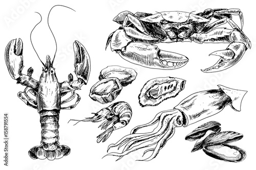 Seafood hand drawn collection