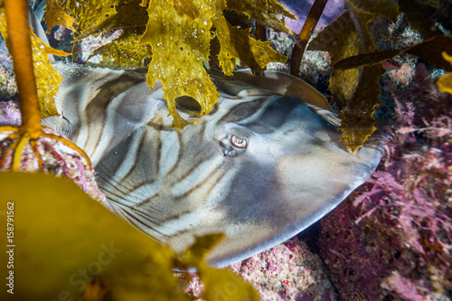 fiddler ray close up in kelp