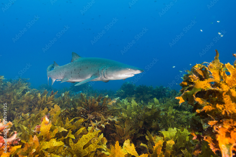 Fototapeta premium grey nurse shark over kelp