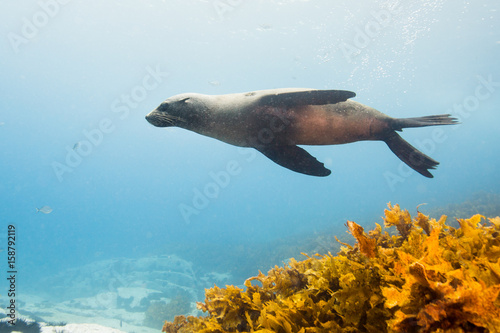 seals underwater off montague island australia