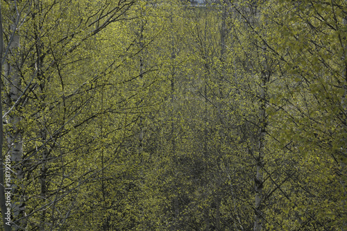 Bright green spring leaves on birch branches