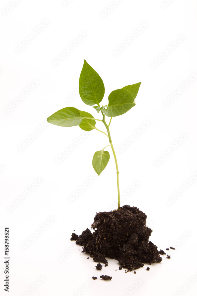Pepper sprouts Pepper sprouts
