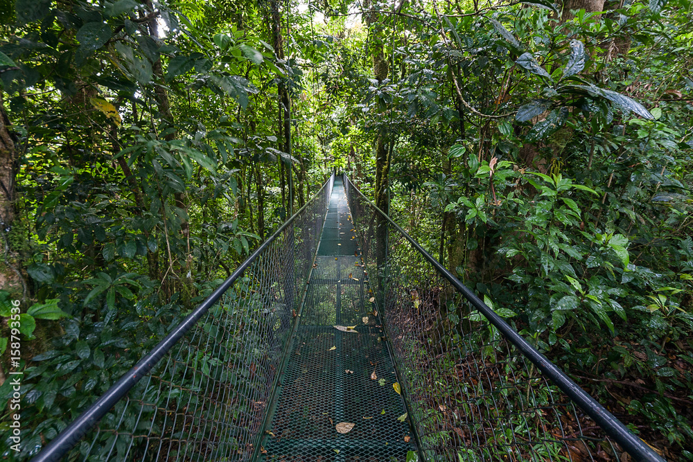 Obraz premium A metal suspension bridge that crosses the tropical forest in Costa Rica