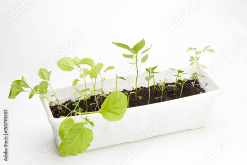 seedling