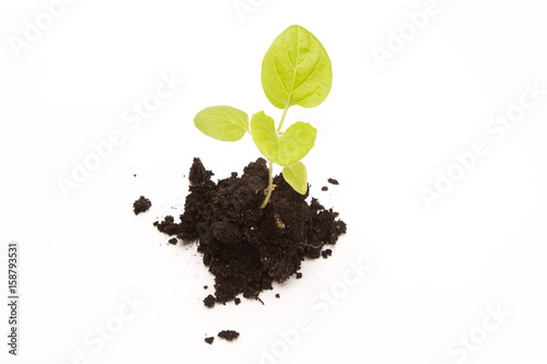 Aubergine seedlings