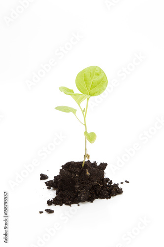 Aubergine seedlings