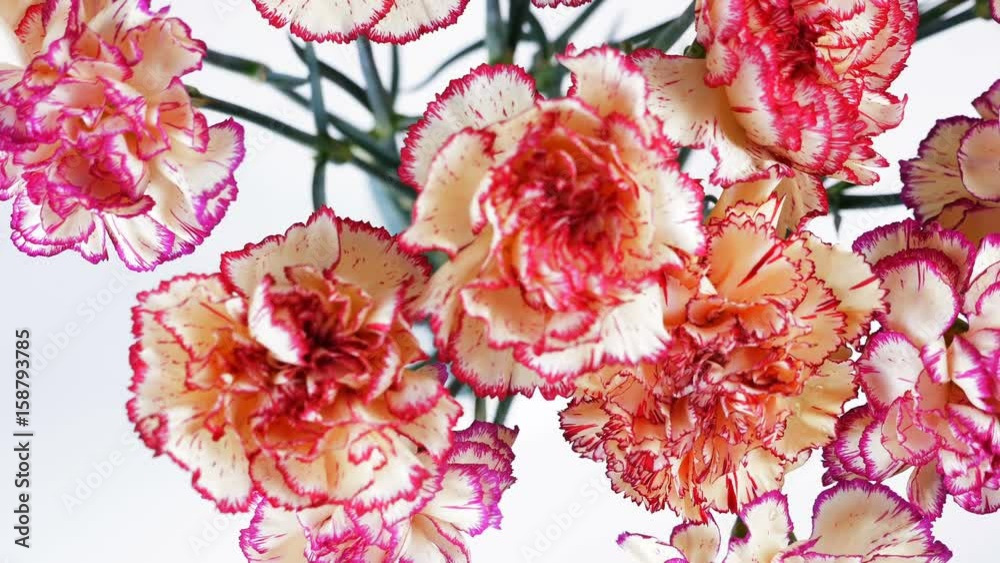 view from above, close-up, Flowers, bouquet, rotation on white background, floral composition consists of Carnation turkish Peach color