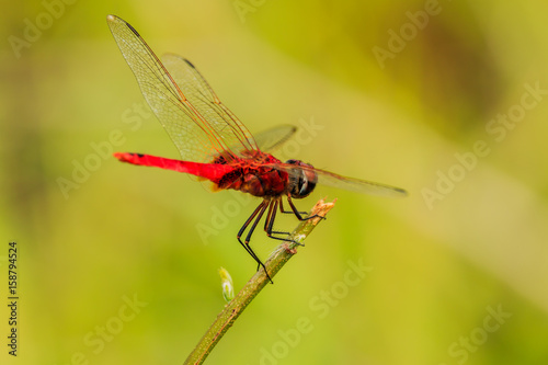 Red dragonfly  Catch the branches in nature background. © sanpom