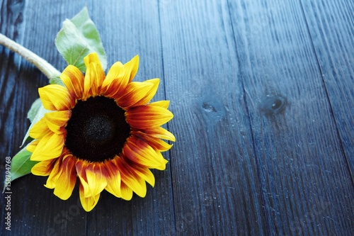Beautiful summer sunflowers on brown background