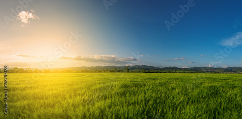 Vast green field at gorgeous sunset, a colorful panoramic landscape