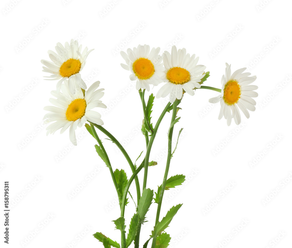 Bouquet of beautiful chamomile flowers on white background Bouquet of beautiful chamomile flowers on white background