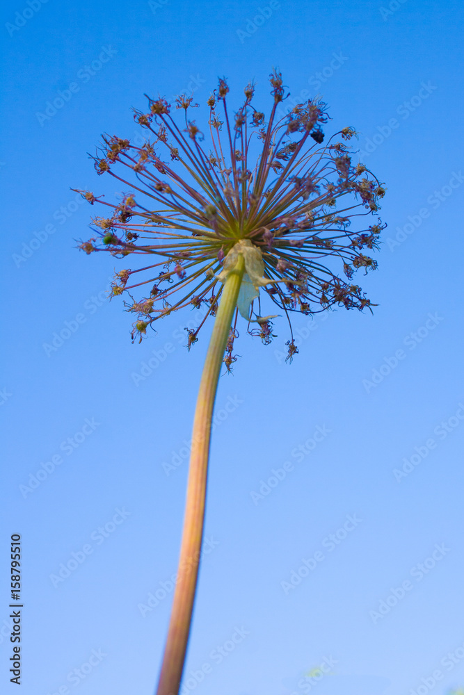 Dry flower against the blue sky