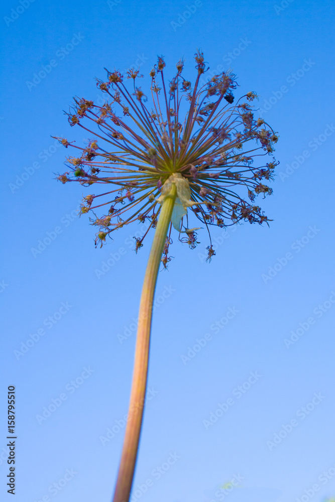 Fototapeta premium Dry flower against the blue sky