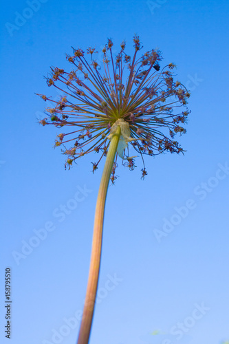 Dry flower against the blue sky