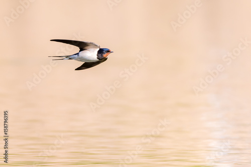 Rauchschwalbe (Hirundo rustica) im Flug über den Teich photo