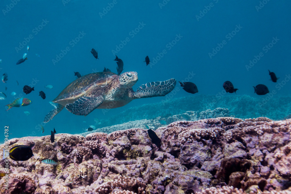 Naklejka premium turtle over coral reef
