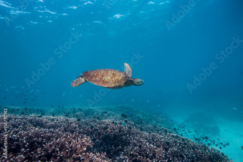 turtle on coral reef in blue water © Ashton