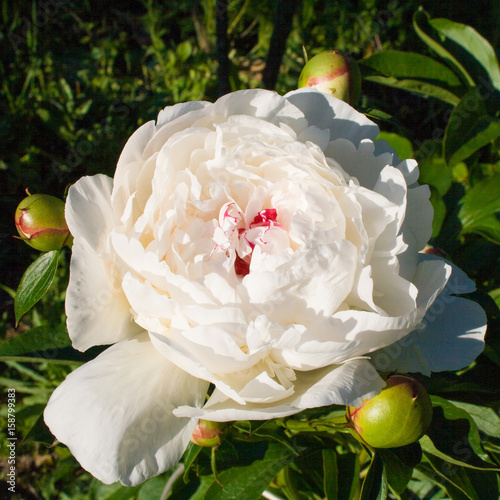 Beautiful blossoming white peony with three buds