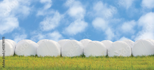 Wrapped stacked silage bales row isolated round white plastic film hay rolls haylage stack rows panorama horizontal closeup summer meadow grass sunny sky cloudscape clouds baling panoramic rural photo