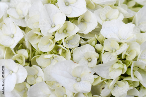 Bukiet białych kwiatów / Tło