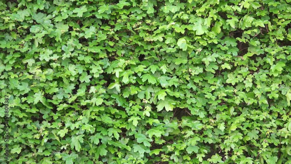 4K Ivy Wall on Wind. Green Grass Background 4K Ivy Wall on Wind. Green Grass Background