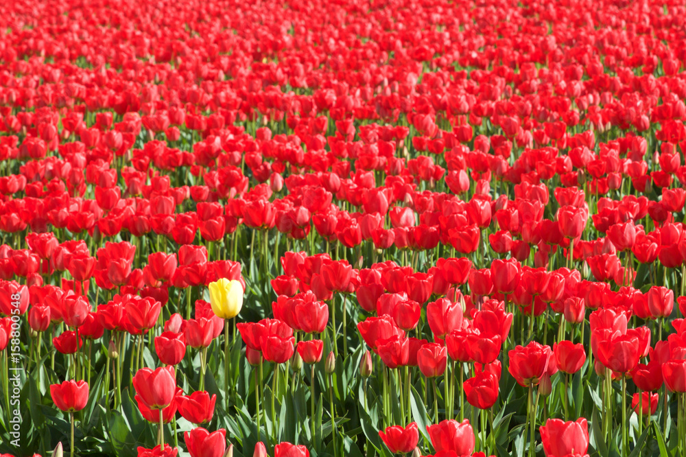 red tulips red tulips