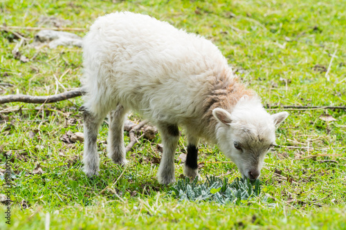 Baby sheep grazing