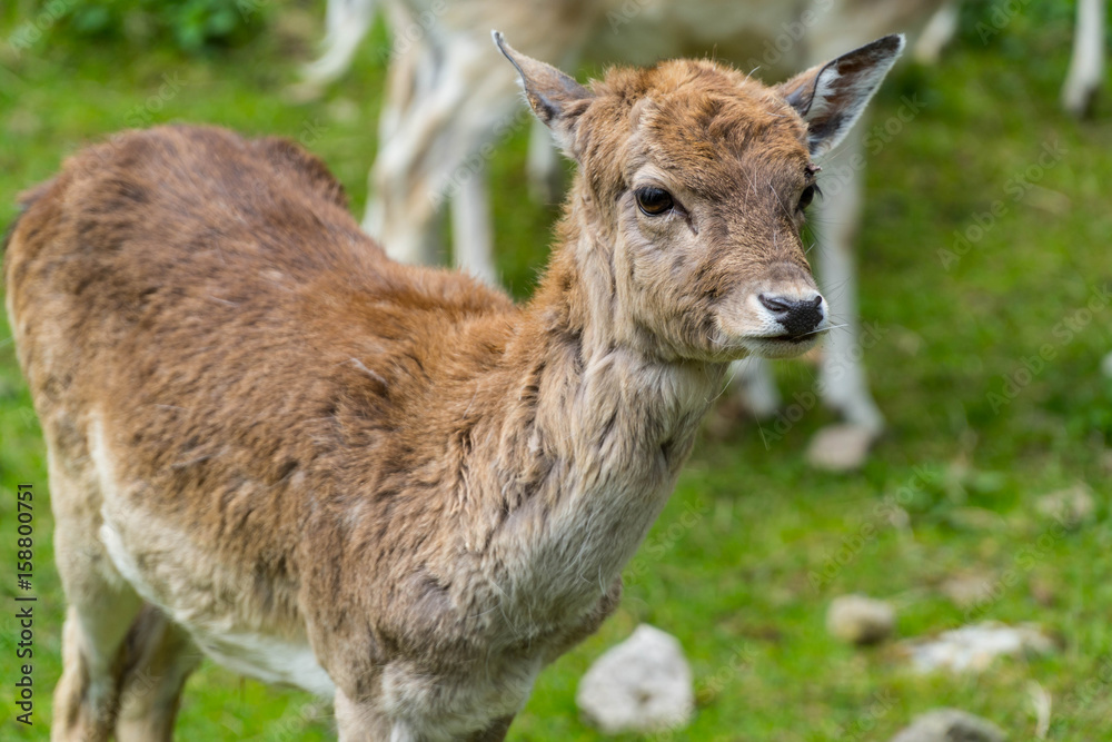 Fototapeta premium Deer in the wild