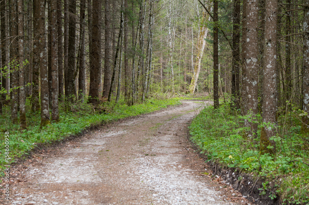 A broad path through a forest A broad path through a forest