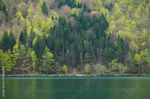 A mountain forest on the shore of a lake
