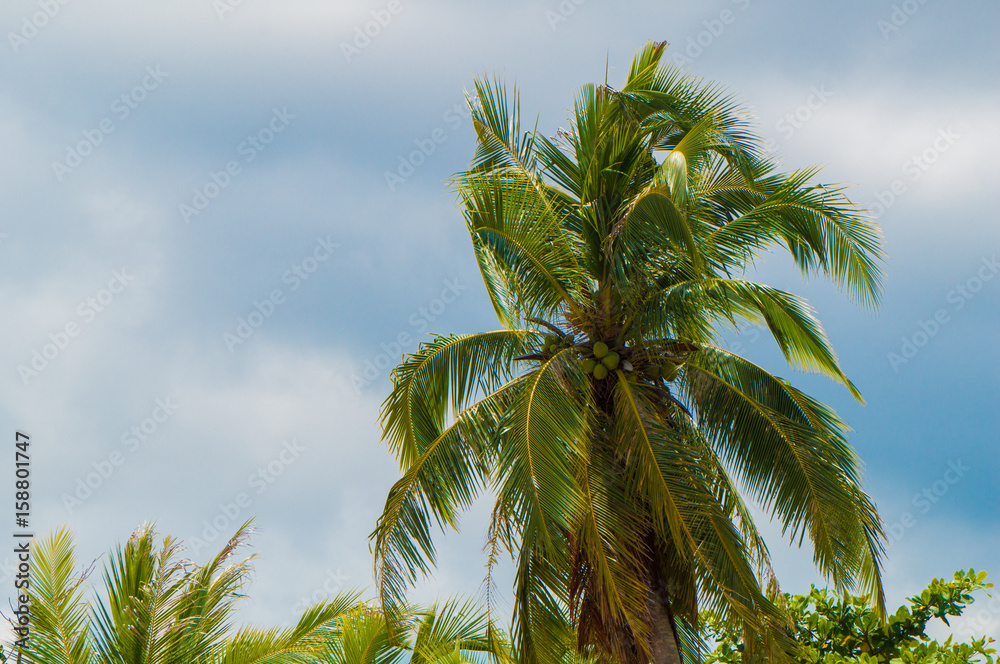 Coconut tree facing the monsoon winds
