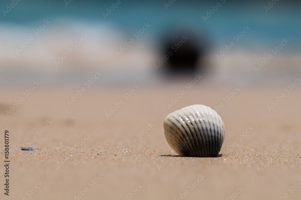 Close up of sea shell with the sea in the background Close up of sea shell with the sea in the background