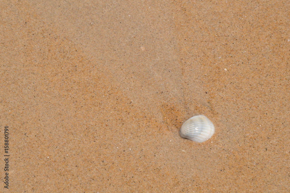 A common cockle on the sand with space for text A common cockle on the sand with space for text