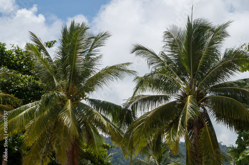 Wallpaper Mural Coconut trees on the beach Torontodigital.ca