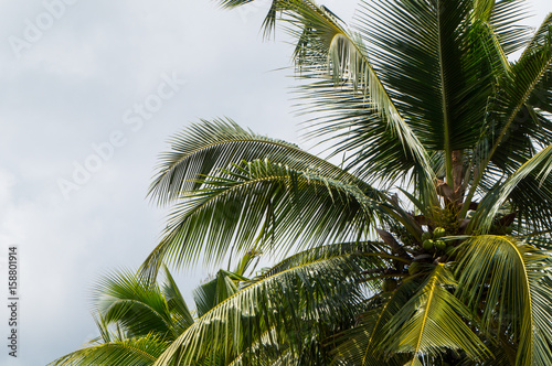 Coconut tree close-up