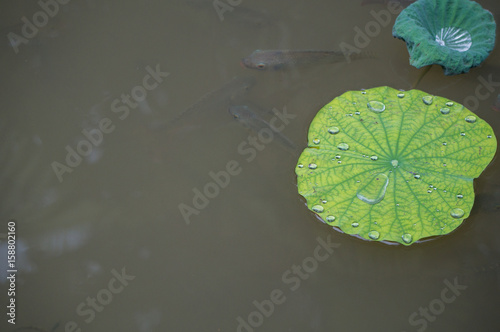Macro of lotus leaf with fish underneath the water