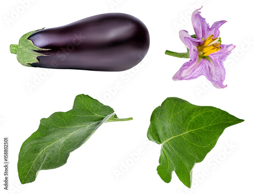 eggplant and eggplant leaf and flower