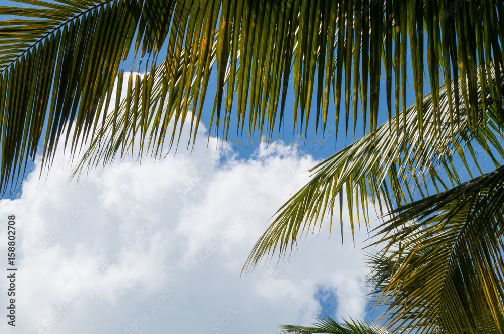 Palm leaves and sky with cloud in the background