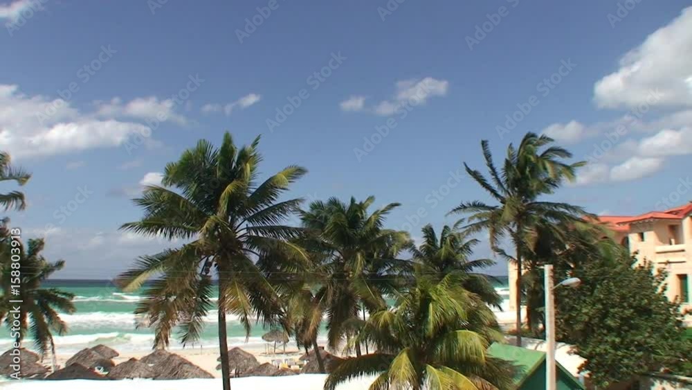 Palm trees on beach blowing in the wind in Varadero, Cuba Palm trees on beach blowing in the wind in Varadero, Cuba