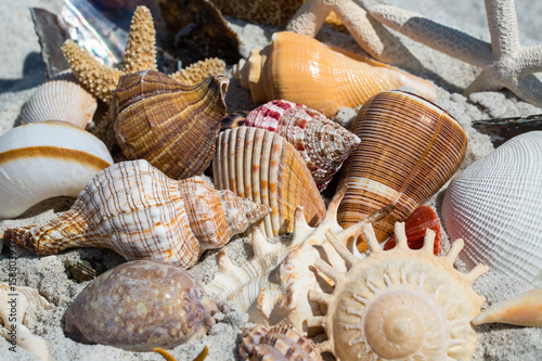 Close up of shells on the beach Sanibel Island photo