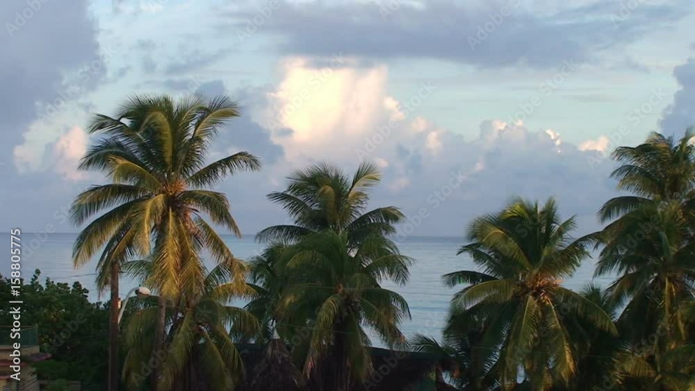 Palm trees with ocean in the background at dusk Palm trees with ocean in the background at dusk