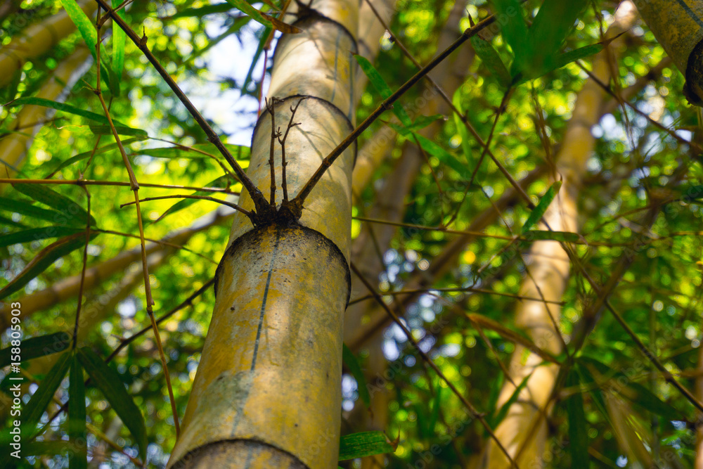 Fototapeta premium Ibirapuera Park, Sao Paulo, Brazil - Bamboo forest inside the concrete forest in Sao Paulo metropolis.
