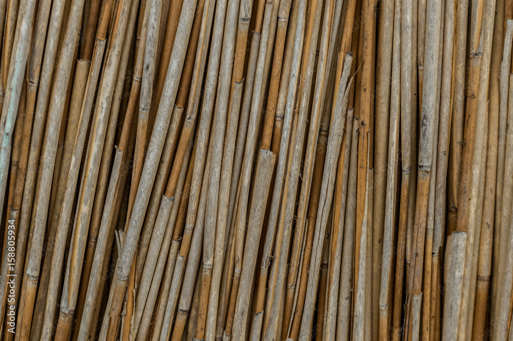 Pile of dry cane Pile of dry cane