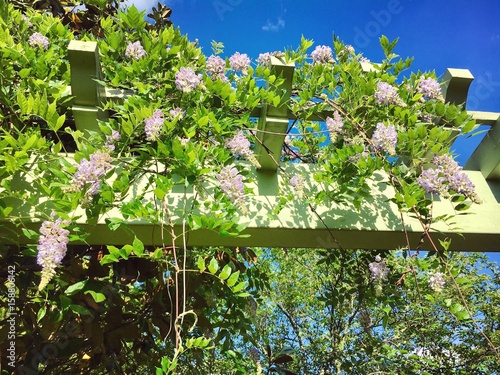 Wisteria plant flawers photo